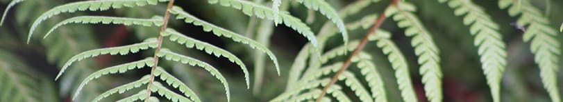 ferns